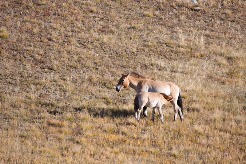 Takhi Nursing